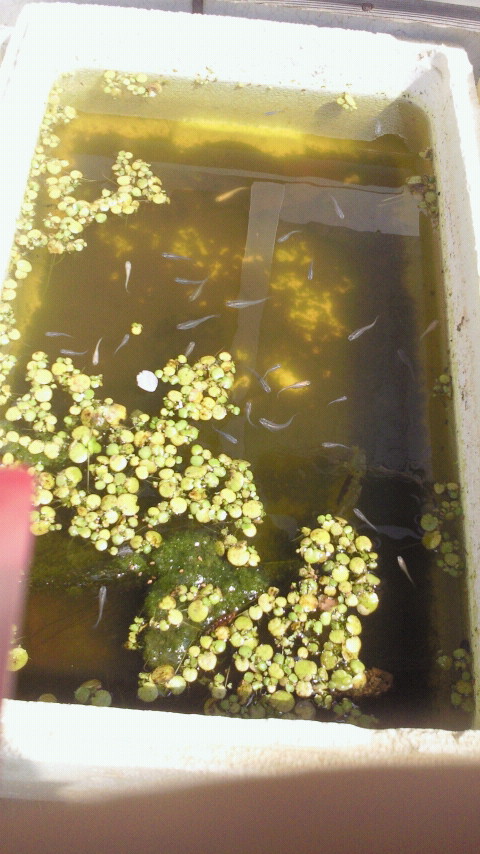水を採取した場所